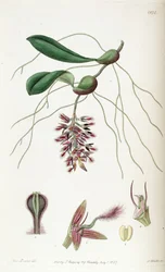 Bulbophyllum saltatorium